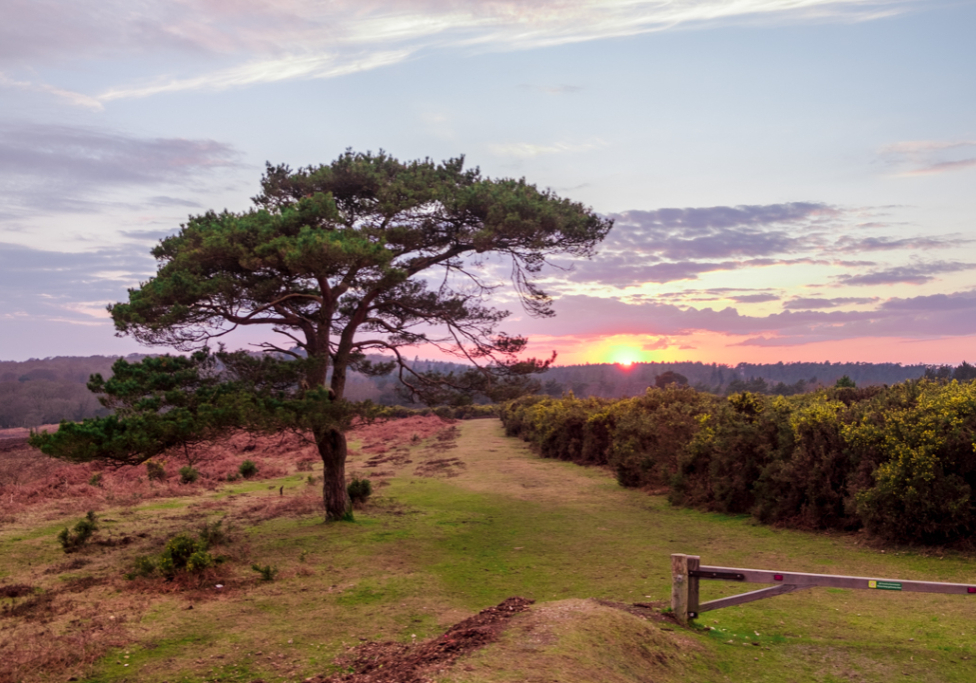 New Forest Bratley View tree 11 jan 2021